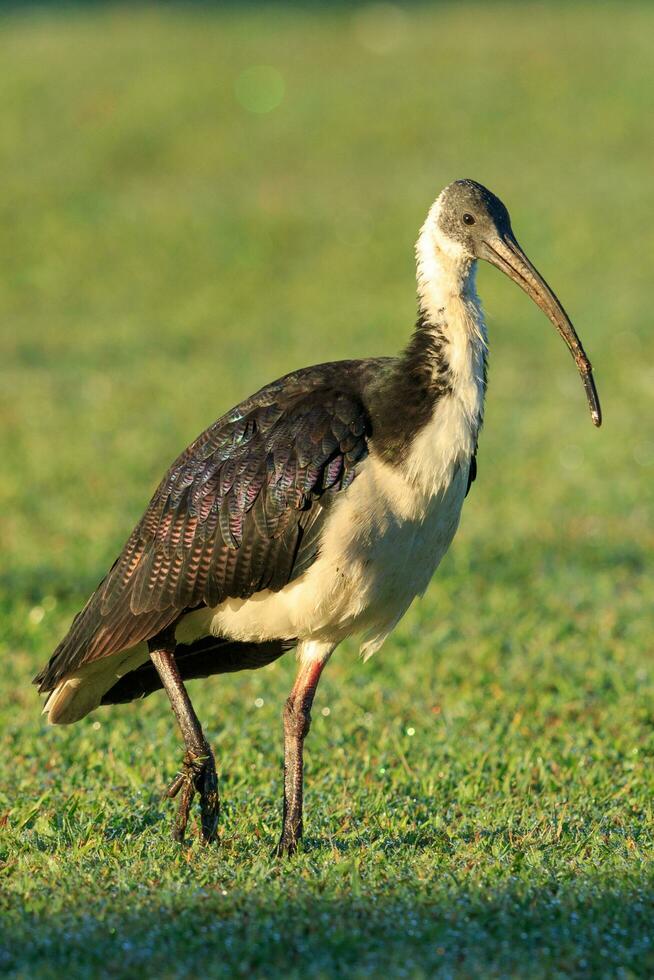 sugrör halsad ibis foto