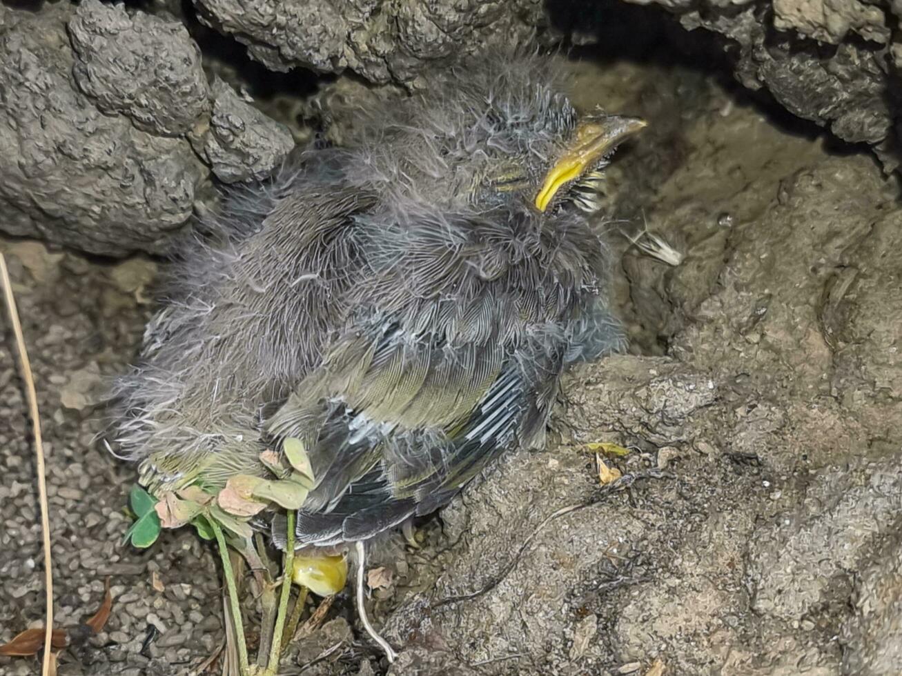 vitplymig Honungsätare i Australien foto