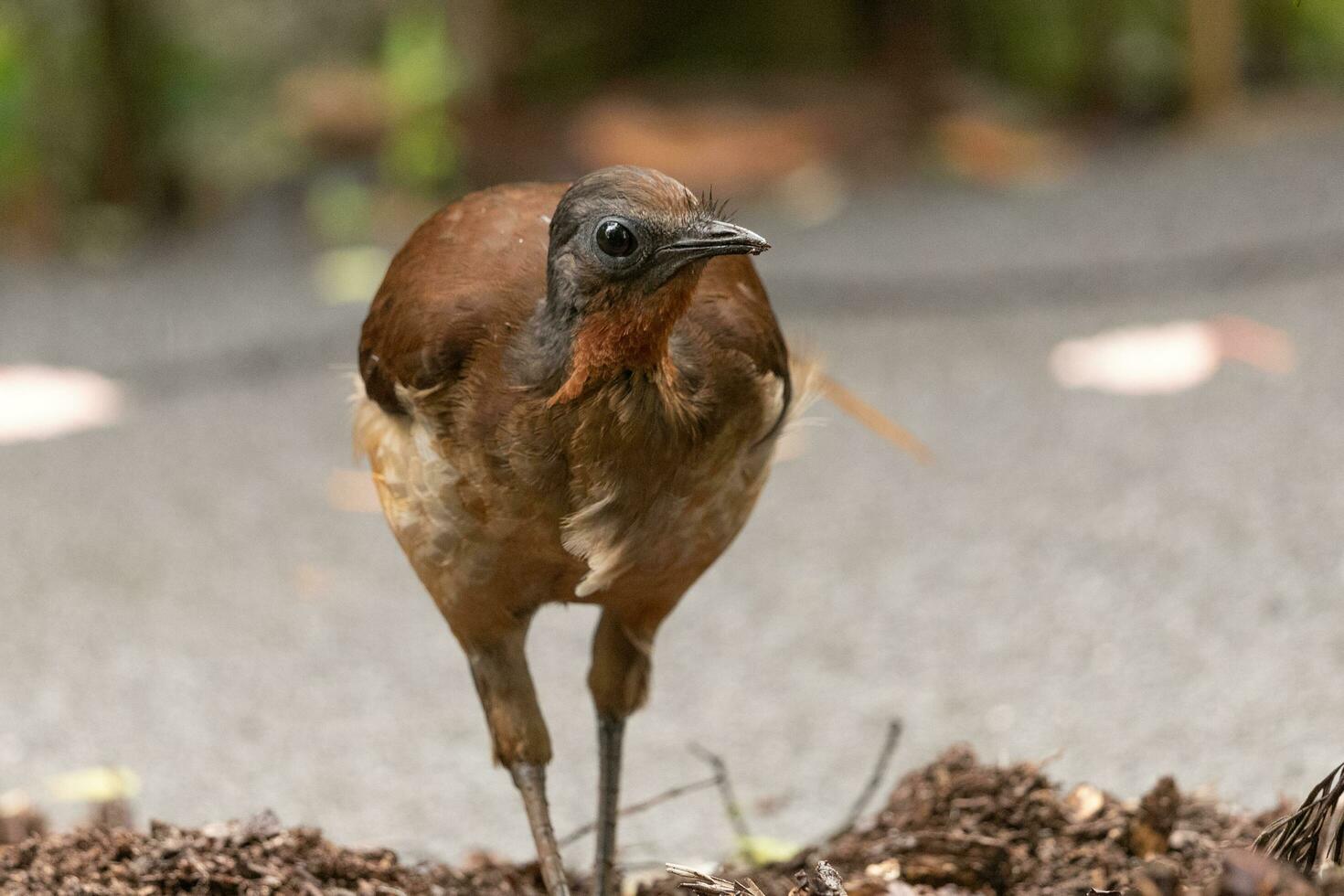 alberts lyrebird i Australien foto