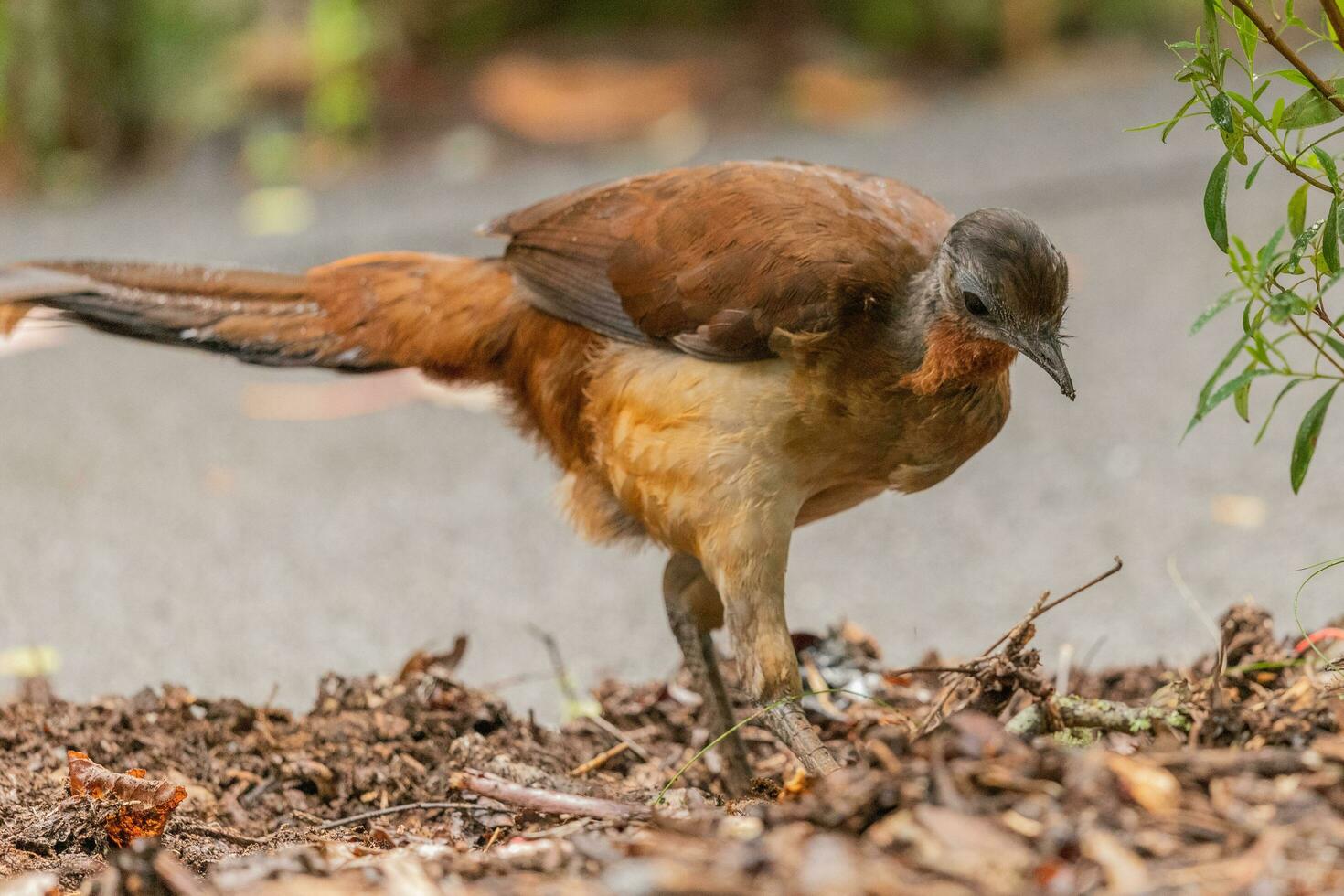 alberts lyrebird i Australien foto