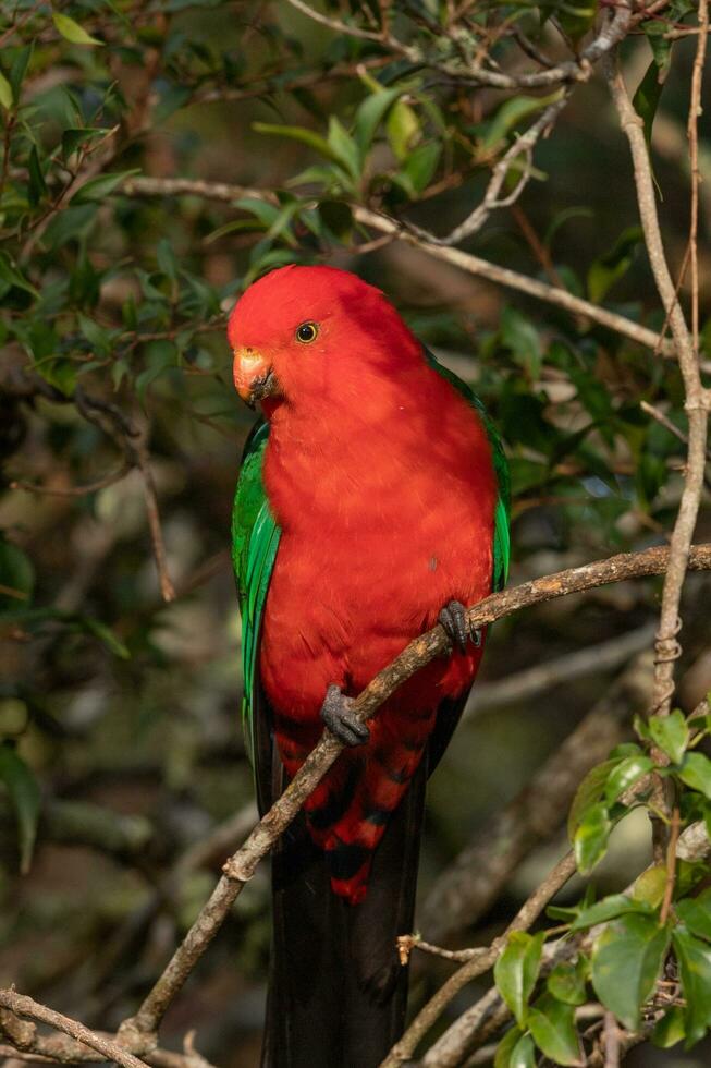 australisk kung papegoja foto