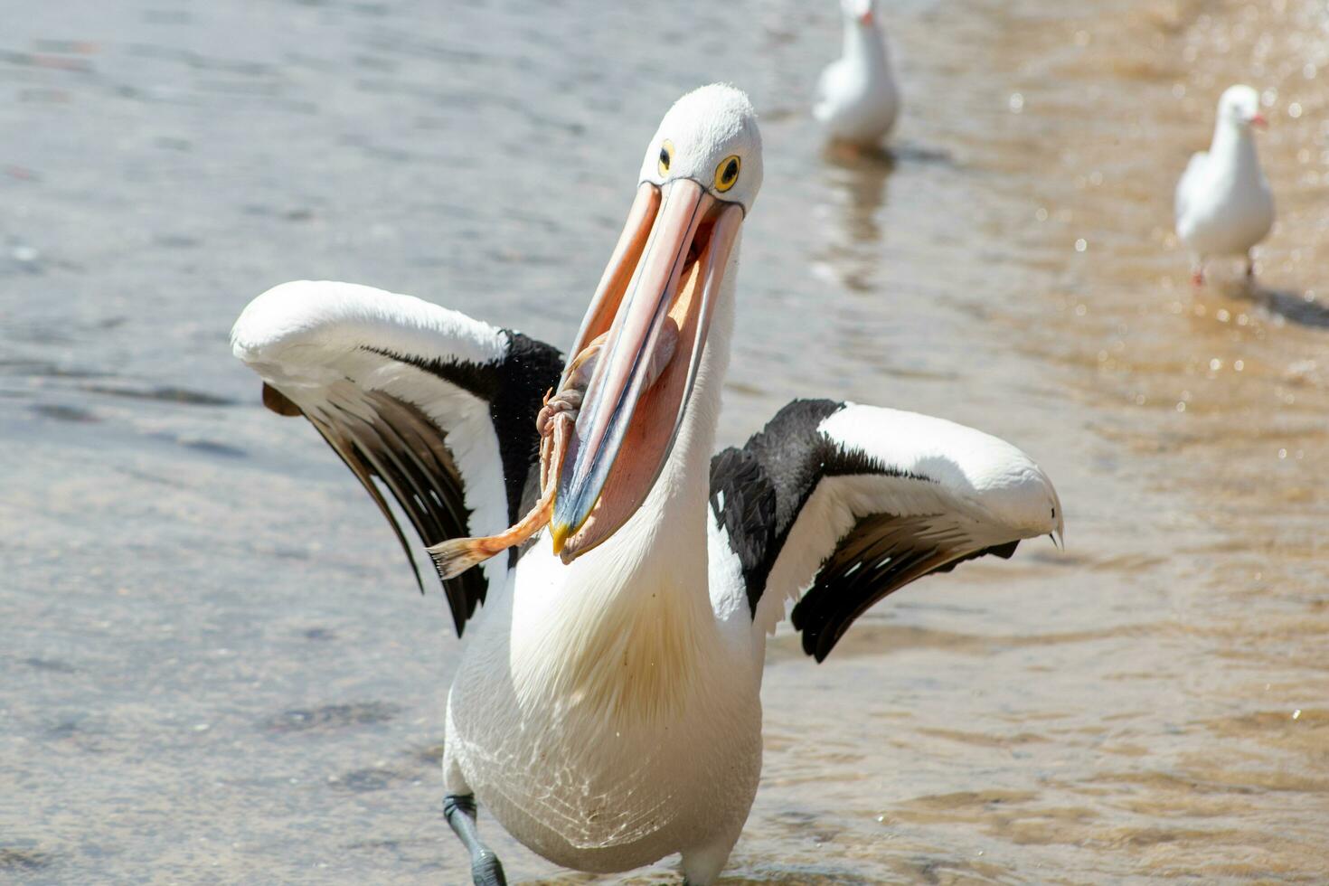 australier vit pelikan foto