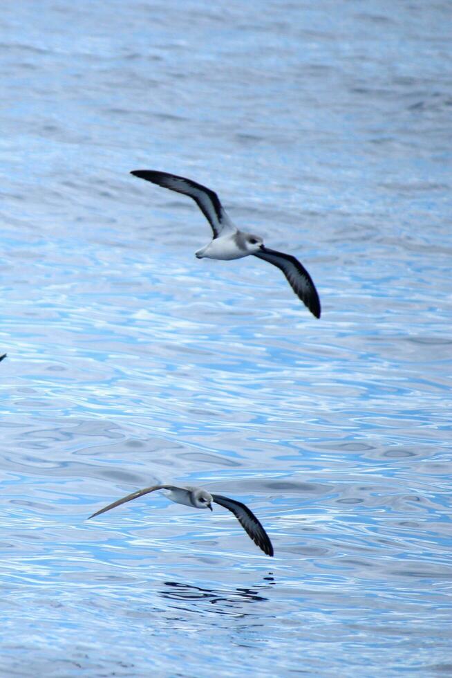 svartvingad petrel i Australien foto