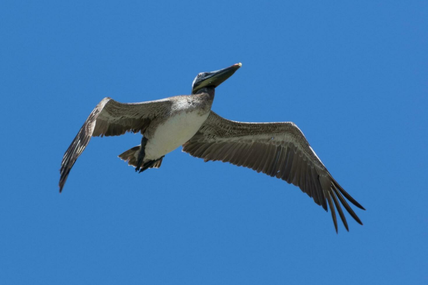 brun pelikan i USA foto