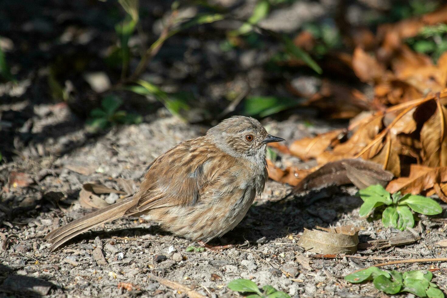 Dunnock häck Sparv foto