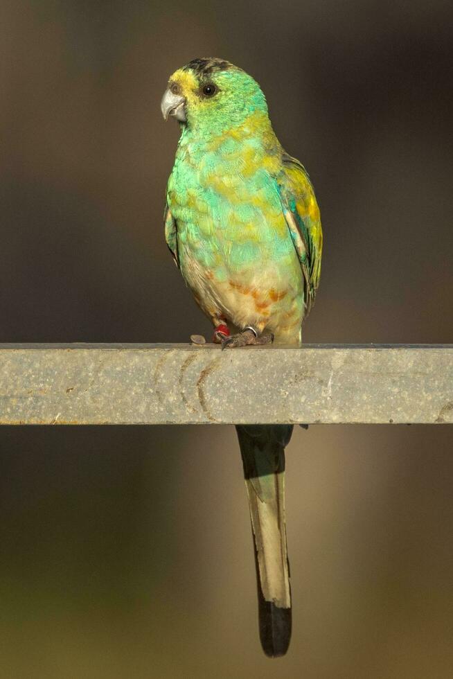 gyllene axlar papegoja i Australien foto