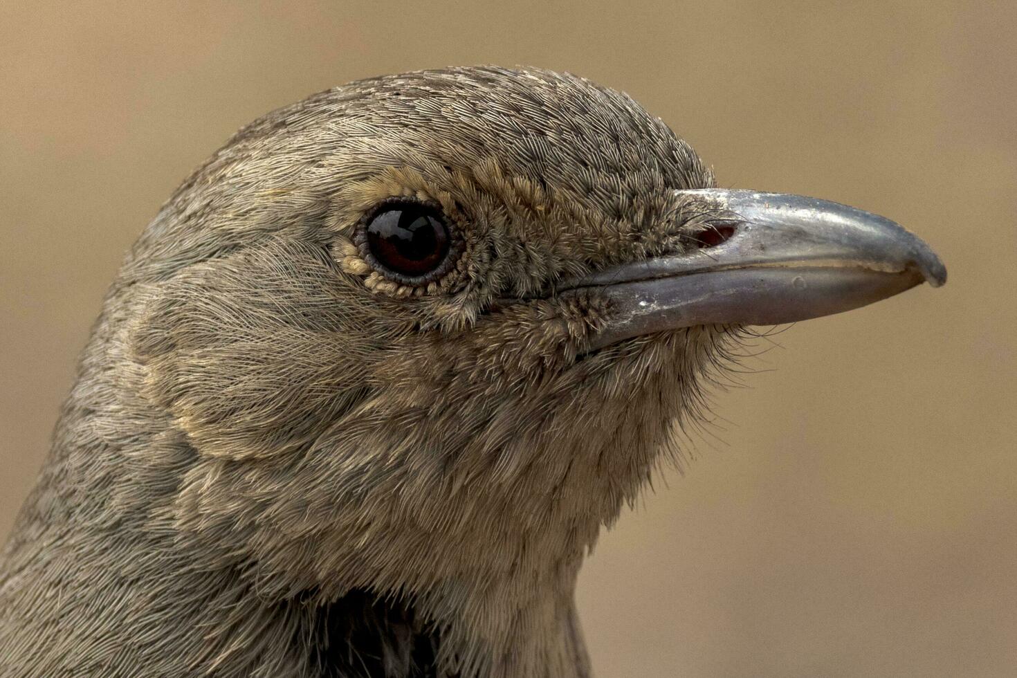 grå skata trast foto