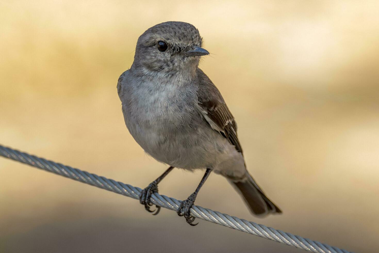 huvor robin i Australien foto