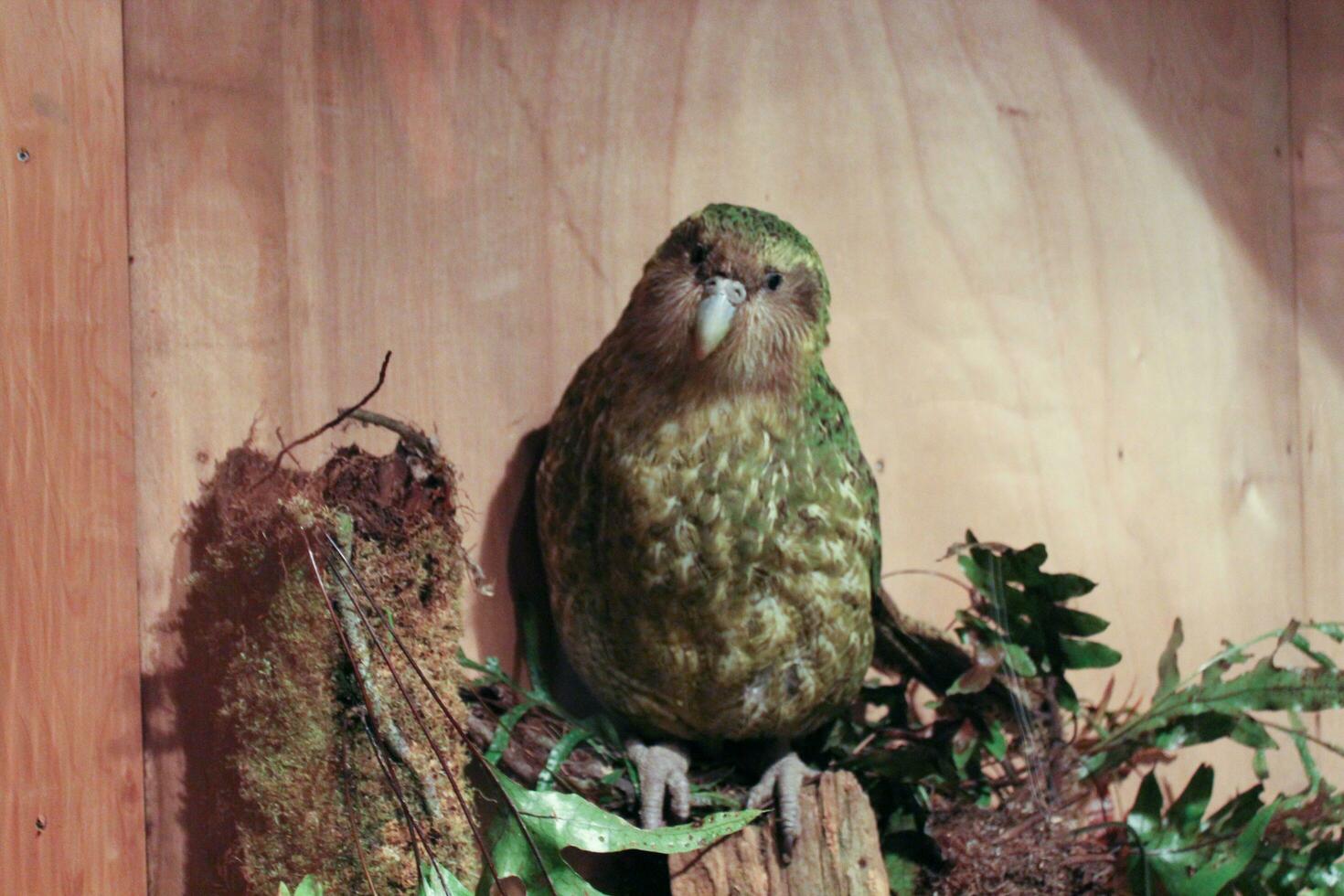 kakapo endangered natt papegoja av ny zealand foto