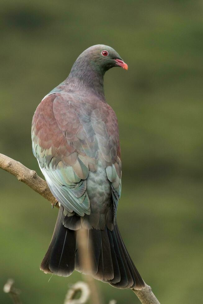 kereru ny zealand duva foto