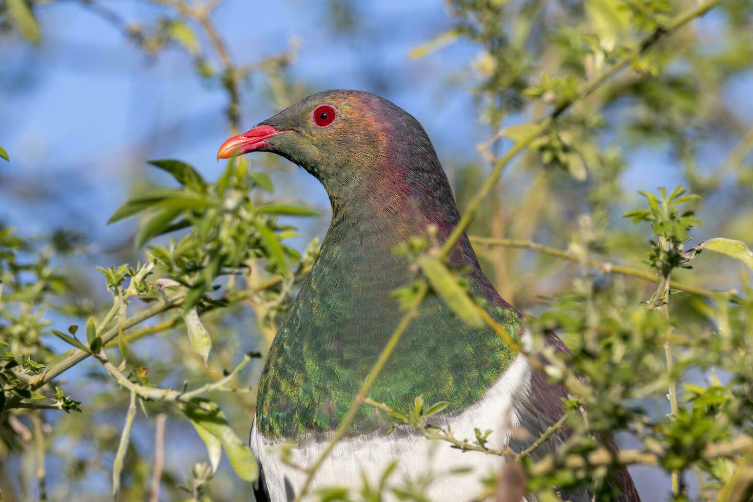 kereru ny zealand duva foto