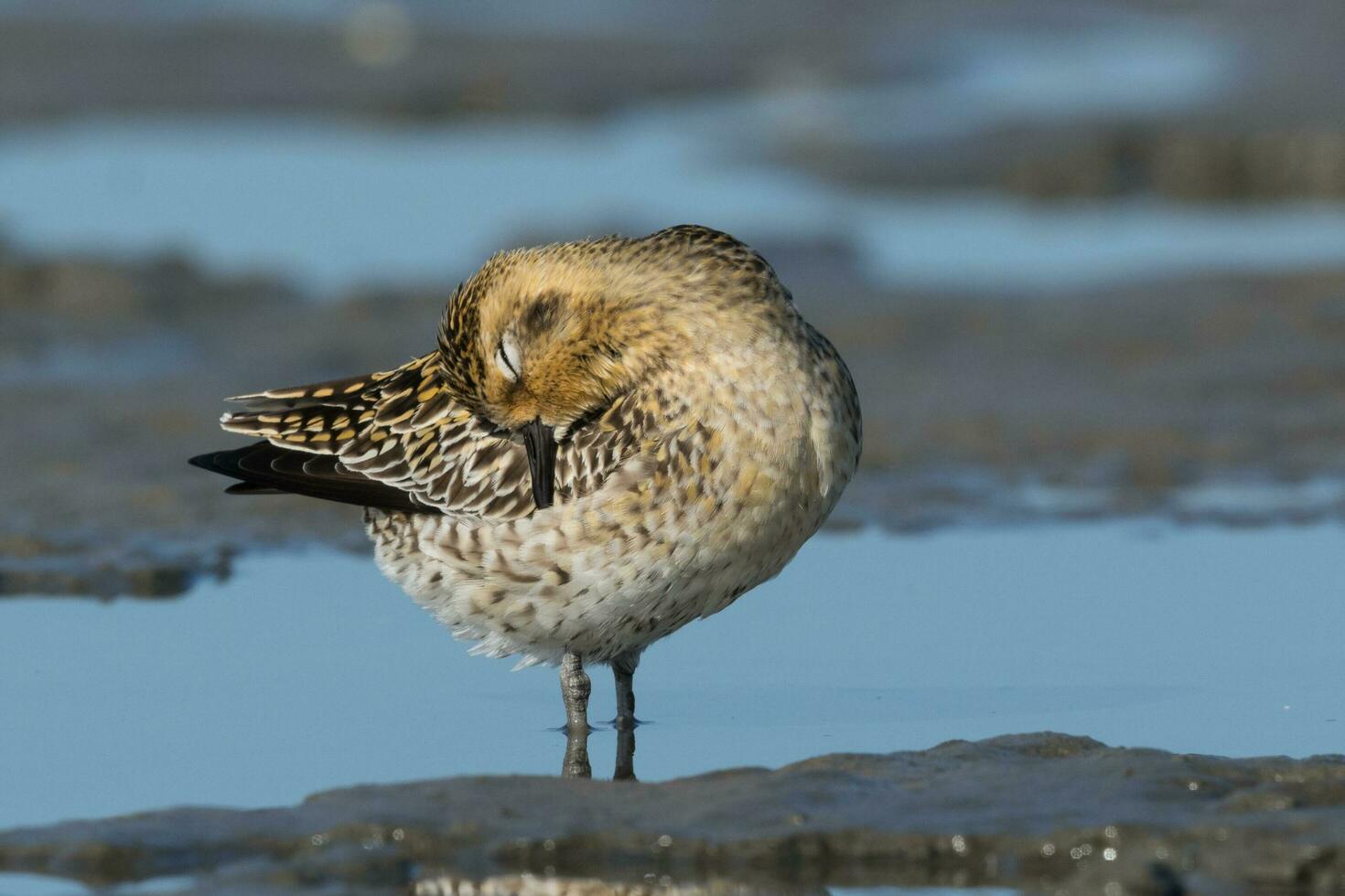 pacific gyllene pipare foto