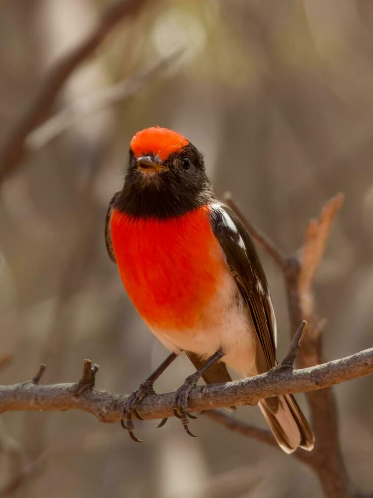 rödhårig robin i Australien foto