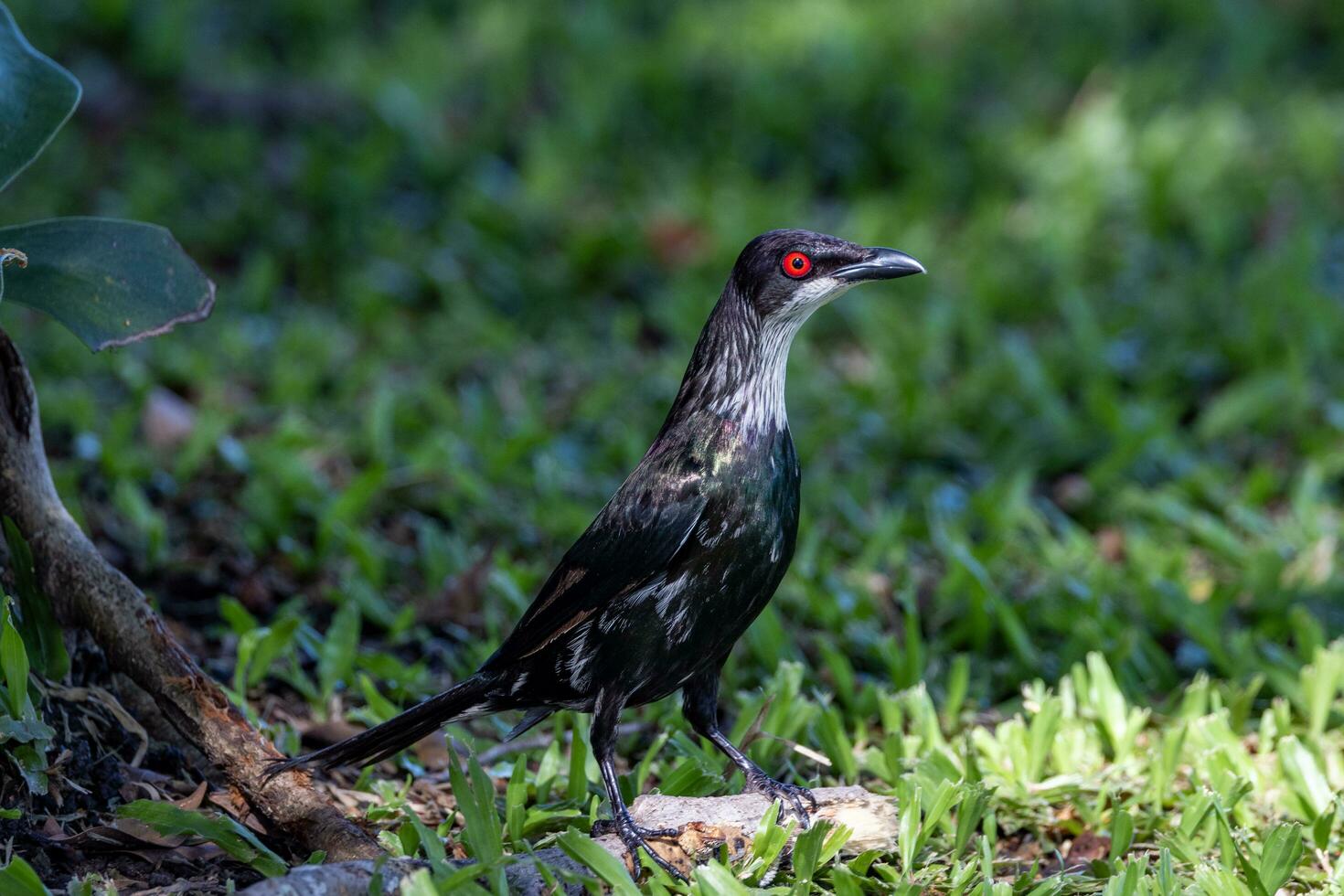 metallisk stare i Australien foto