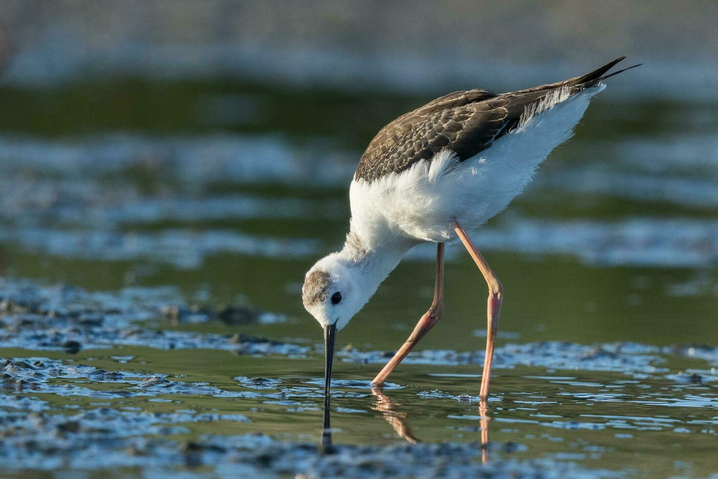 pied stylta i australasien foto