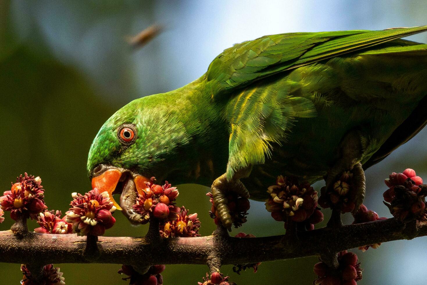 fjällbröstad lorikeet i Australien foto