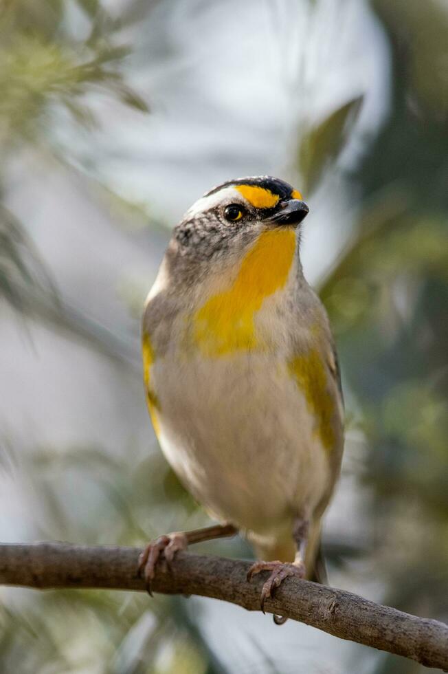 tvärstrimmig pardalote i Australien foto