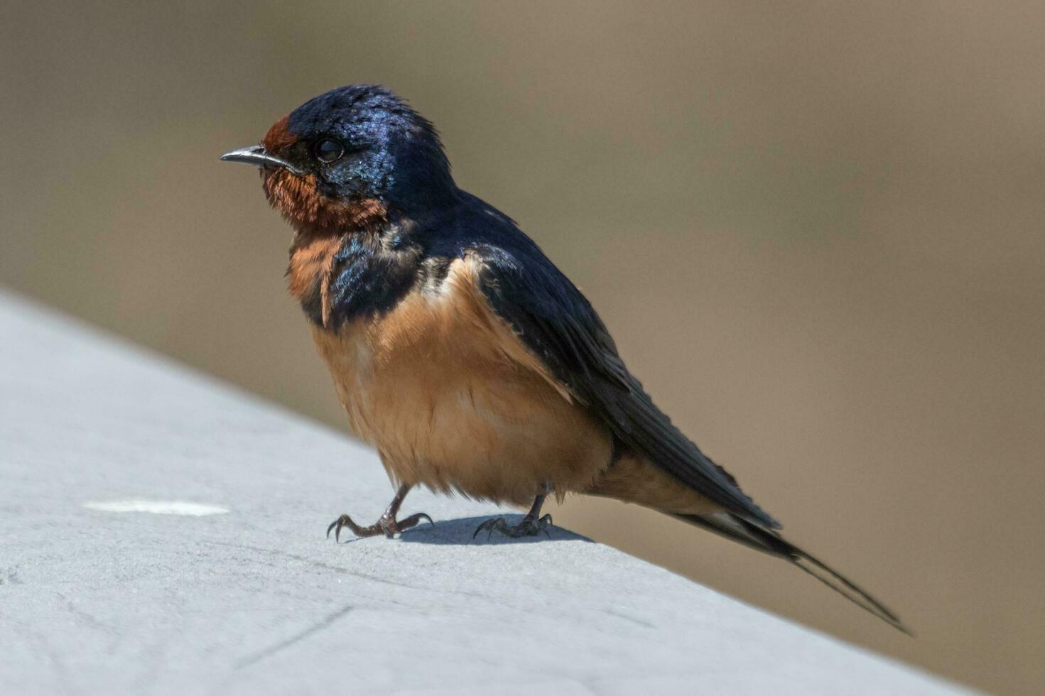 ladugård svälja fågel foto