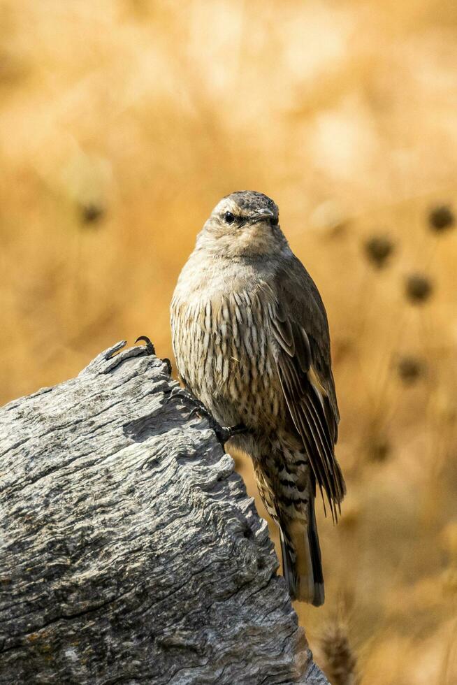 brun treecreeper i Australien foto