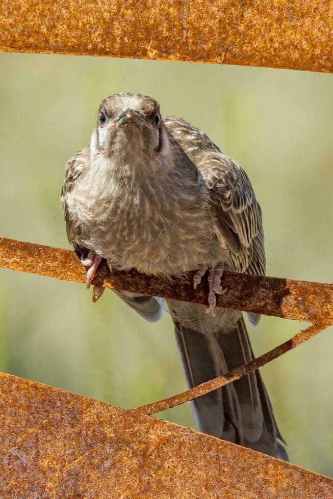 röd vadtlebird i Australien foto