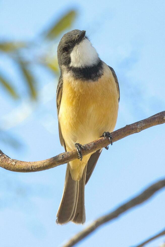 rufous visslare i Australien foto