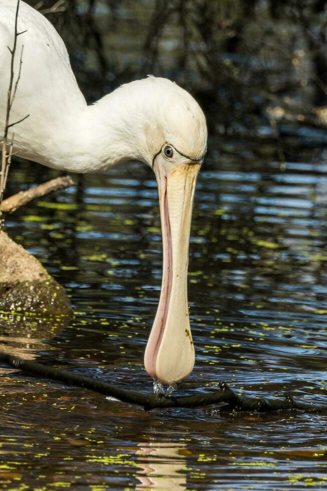 gulnäbbad spoonbill i Australien foto