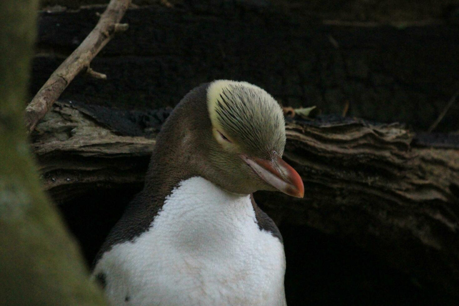 gulögd pingvin i Nya Zeeland foto