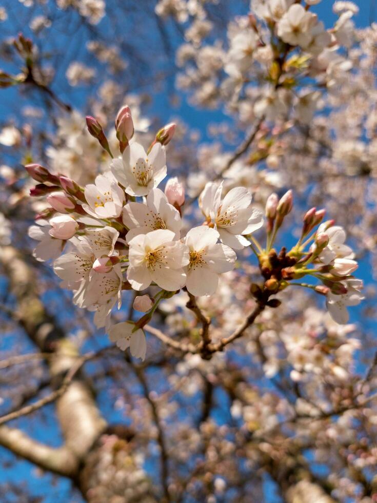 rosa körsbärsblomning foto