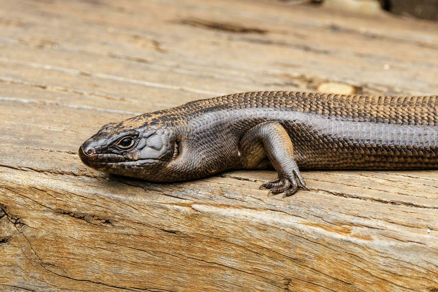 kungens skink av Australien foto