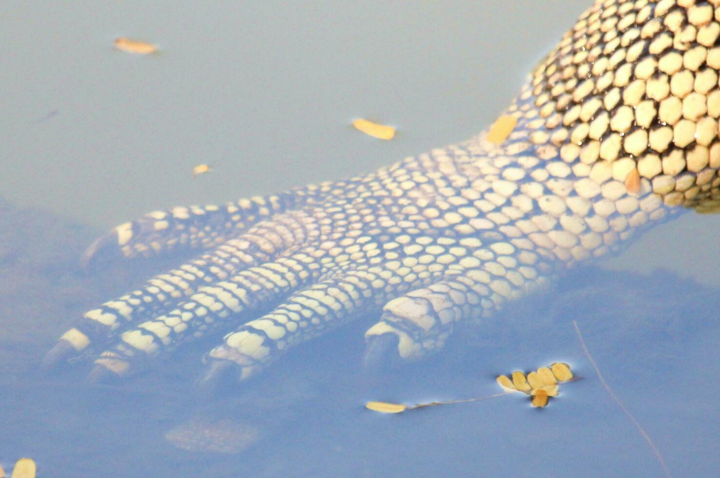 vatten övervaka i thailand foto