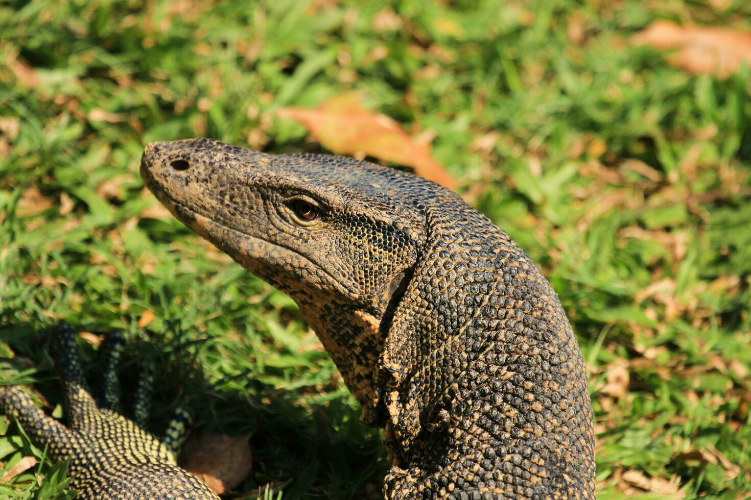 vatten övervaka i thailand foto