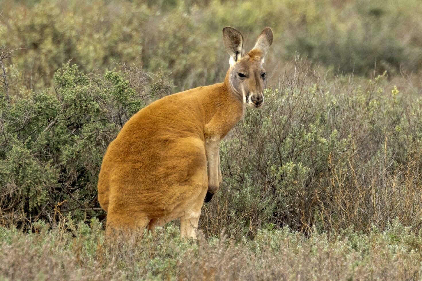 röd känguru i Australien foto