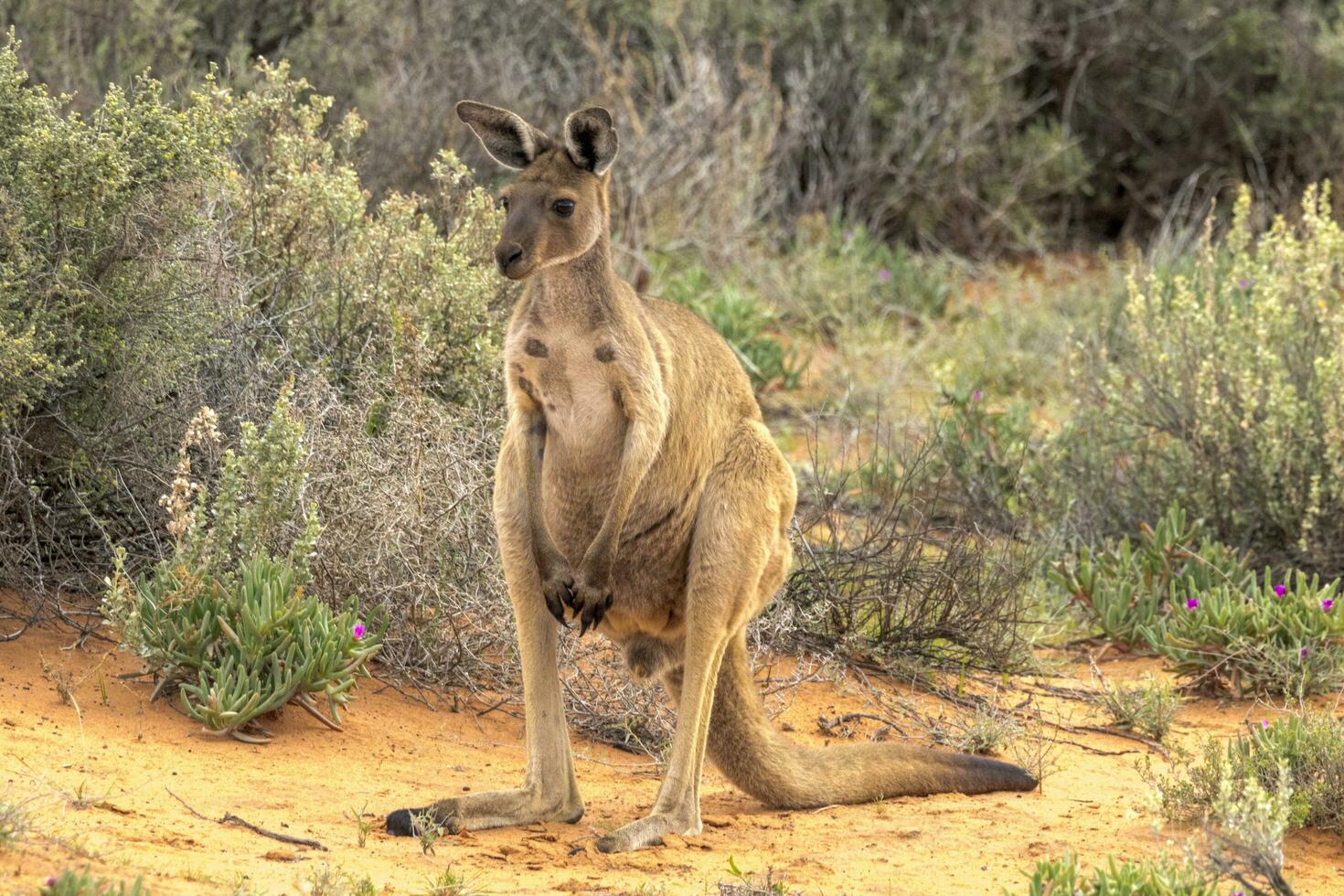 röd känguru i Australien foto