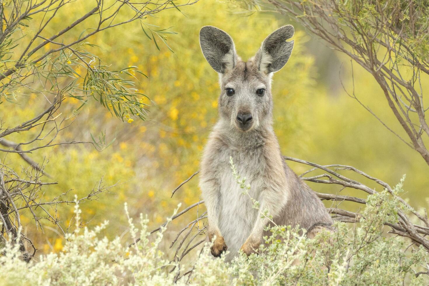 euro wallaroo i Australien foto