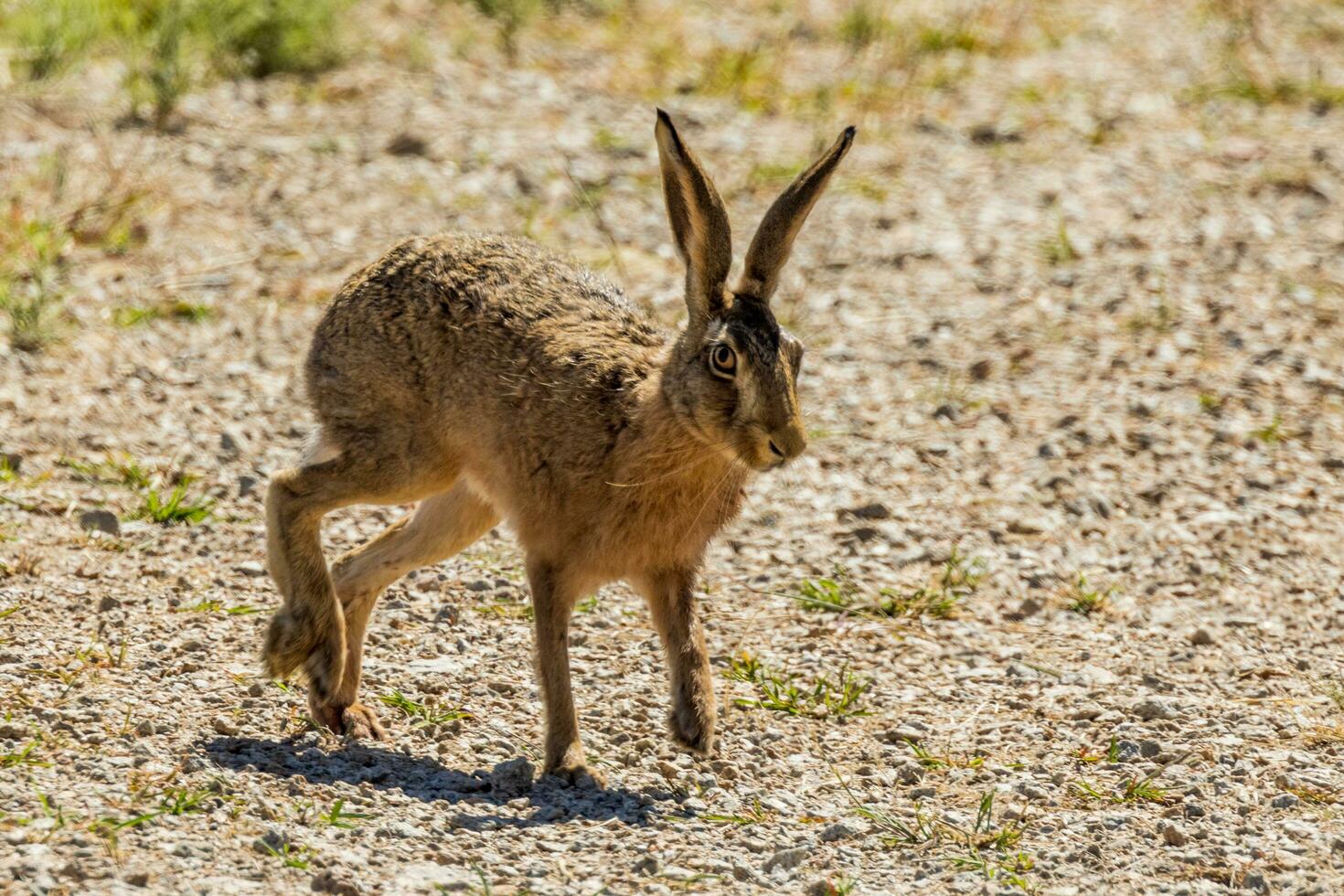 stor europeisk hare foto