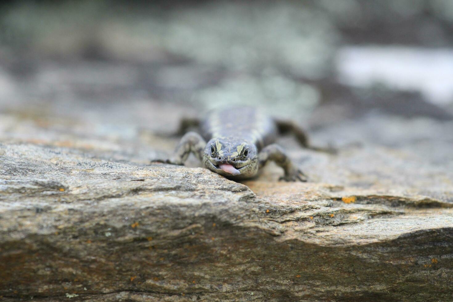 otago skink i ny zealand foto