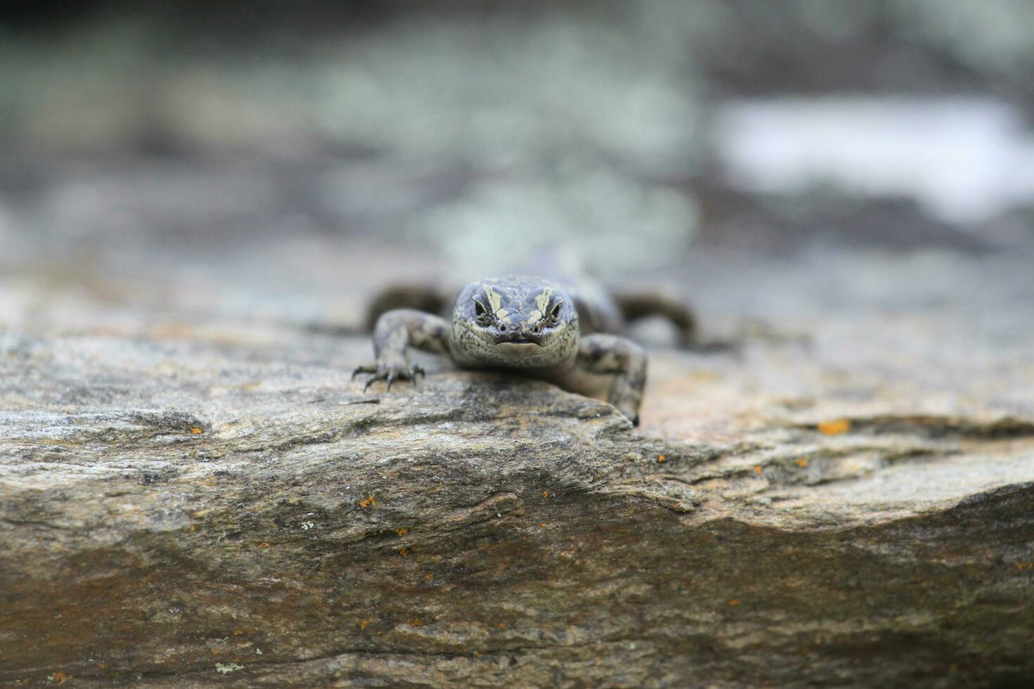 otago skink i ny zealand foto