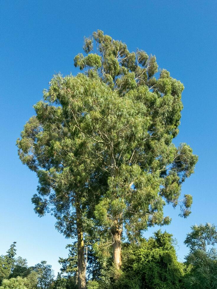 lysande gummi träd foto