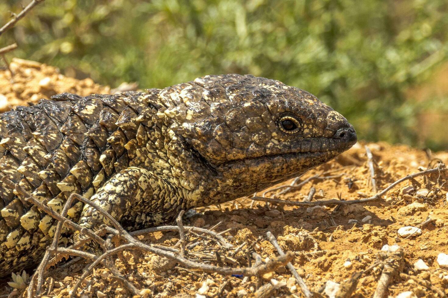 singelryggade eller blå tunga skink foto