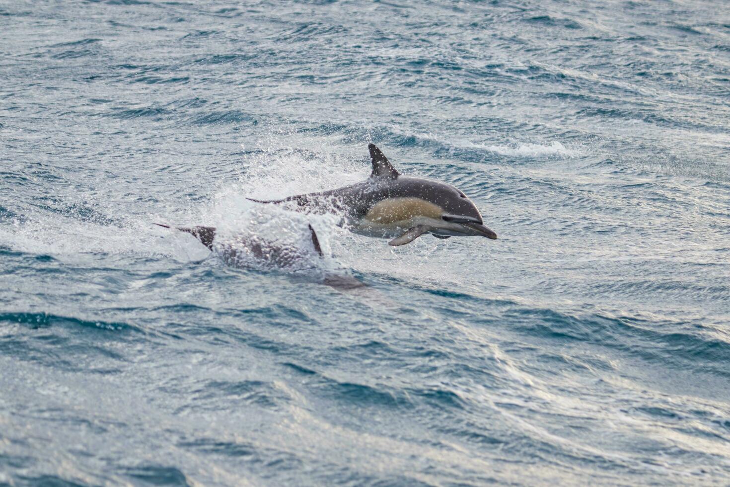 kortnäbbad allmänning delfin i ny zealand foto
