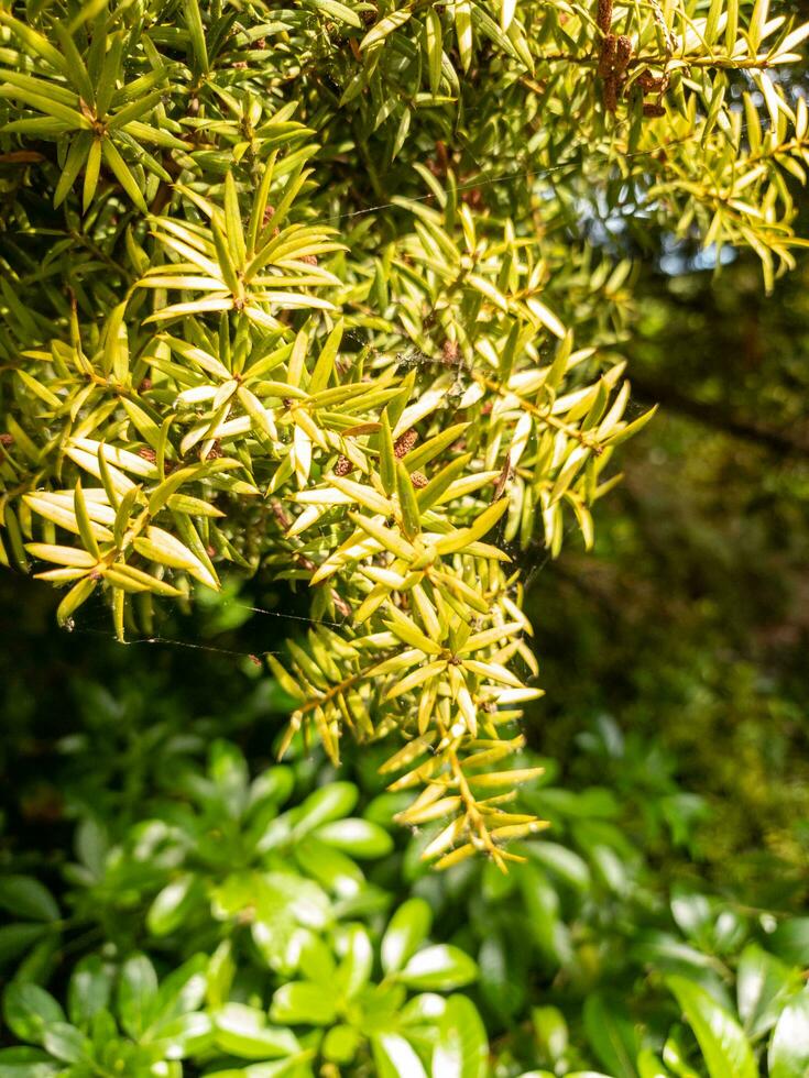 totara träd i ny zealand foto