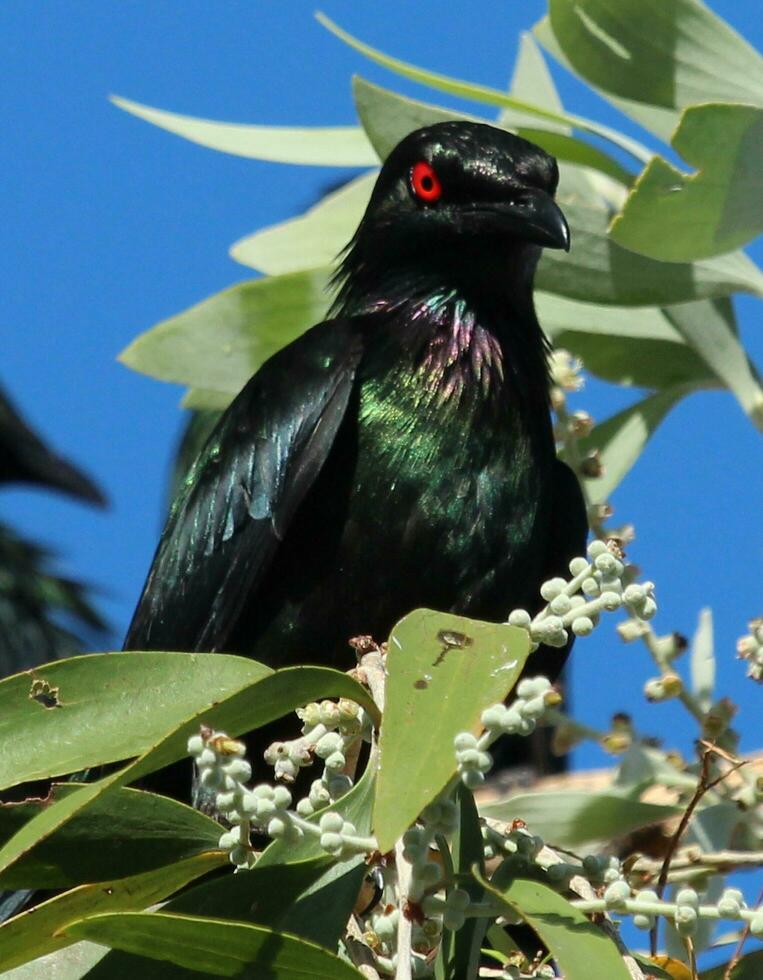 metallisk stare i Australien foto