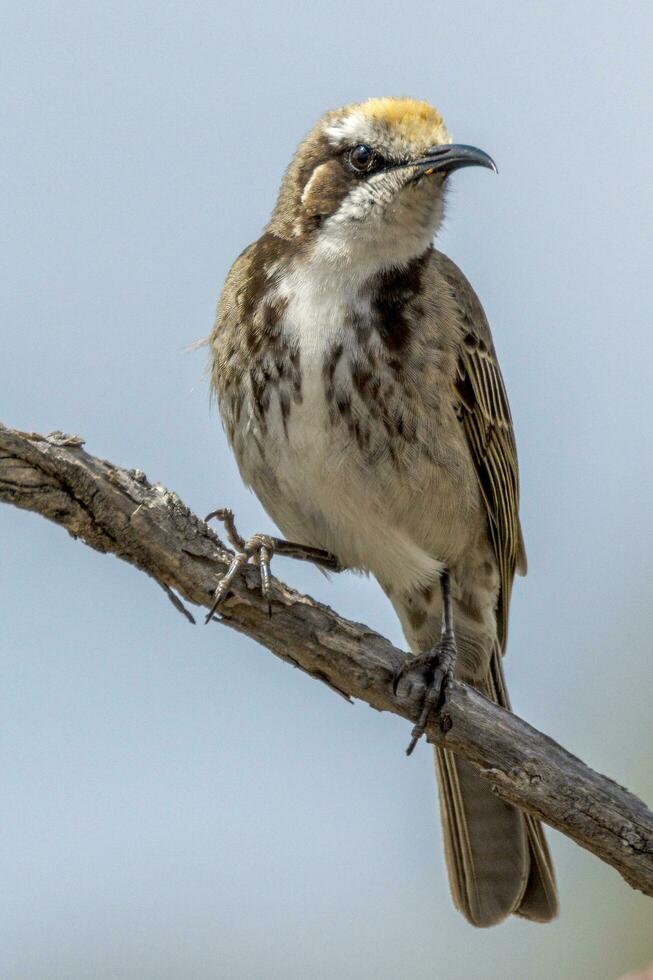 tawny-krönt Honungsätare i Australien foto