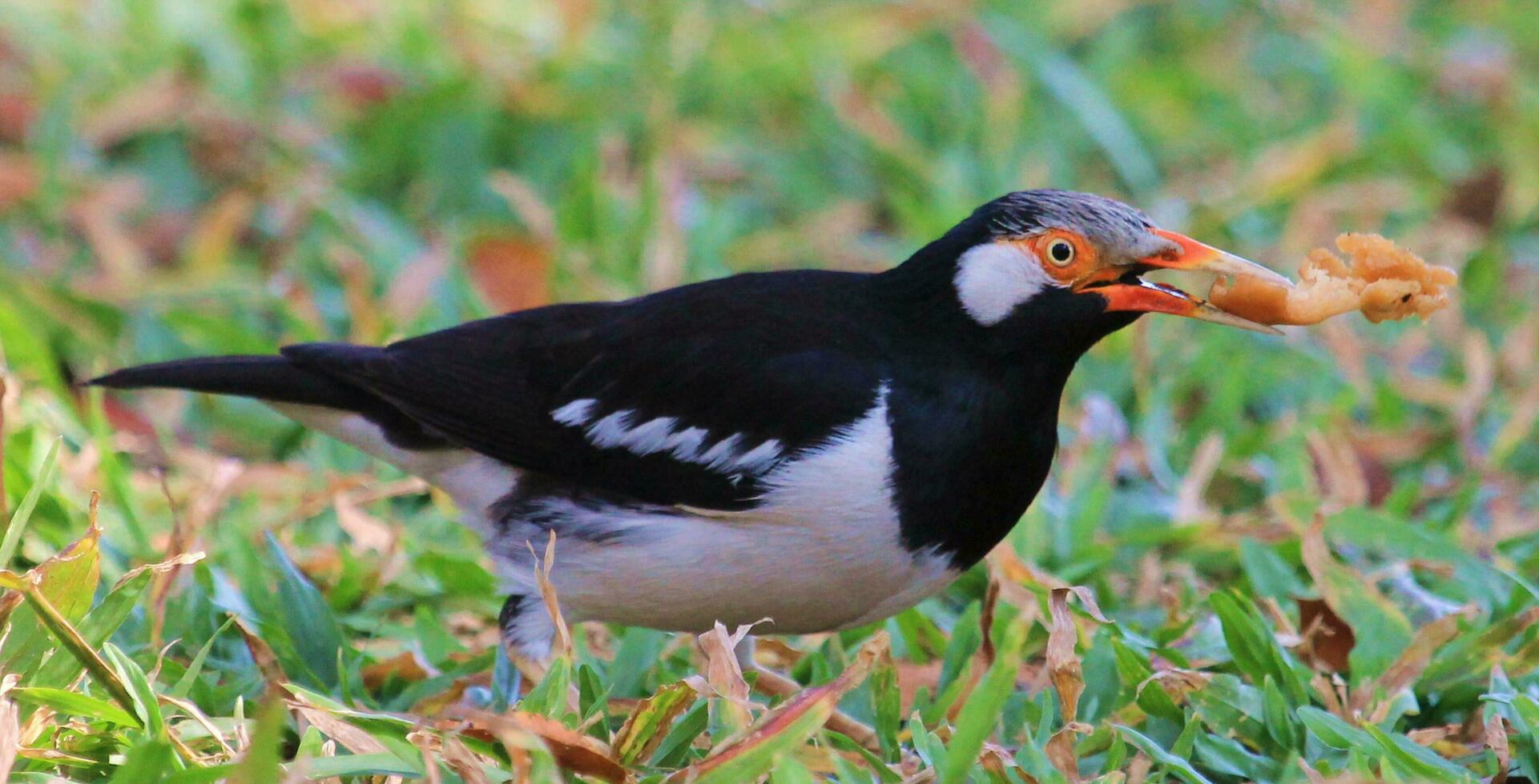 asiatisk pied starling foto