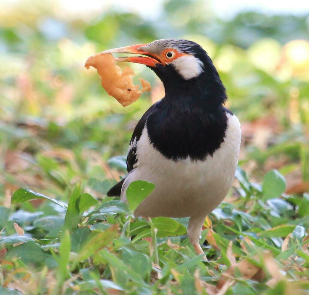 asiatisk pied starling foto