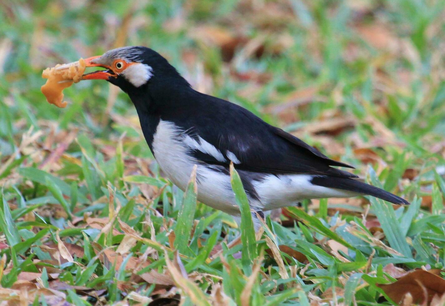 asiatisk pied starling foto