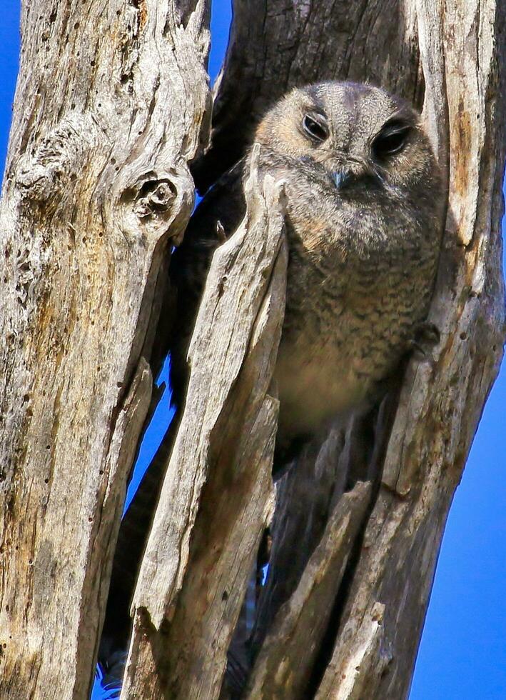 owlet nightjar i Australien foto