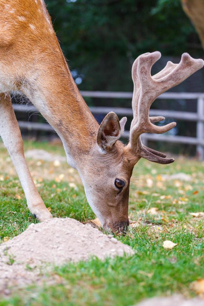 vilda hjortar naturliga livsmiljöer familjevänliga vilda parker foto