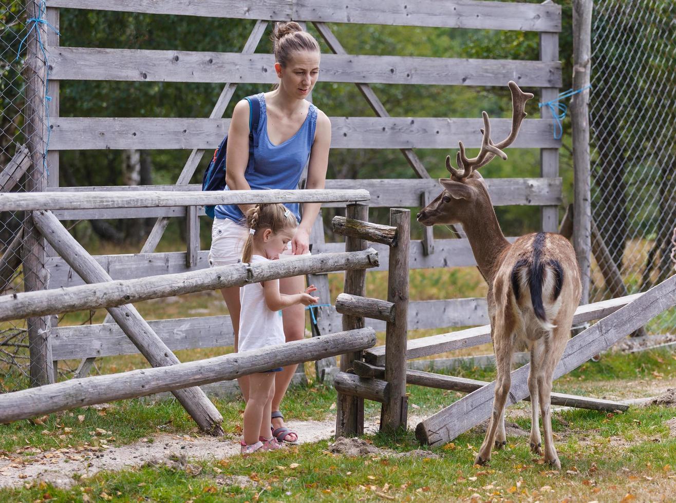 ung familj tillbringar kvalitetstid tillsammans rådjur utfodring i den vilda parken foto