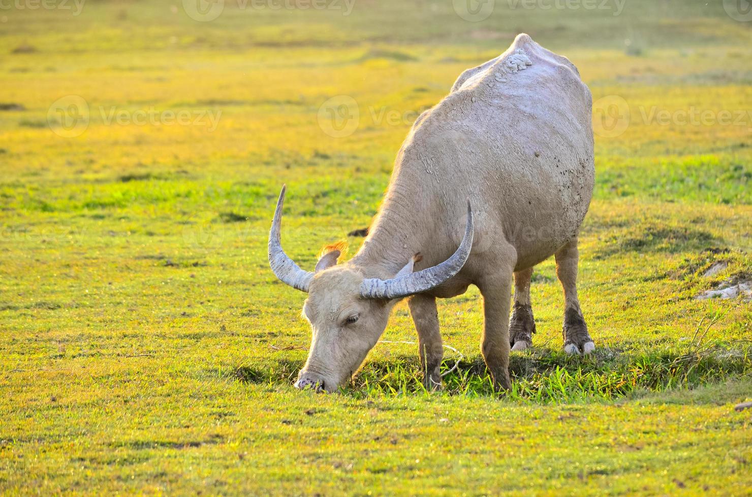 buffalo gyllene ljus äng buffalo flock foto